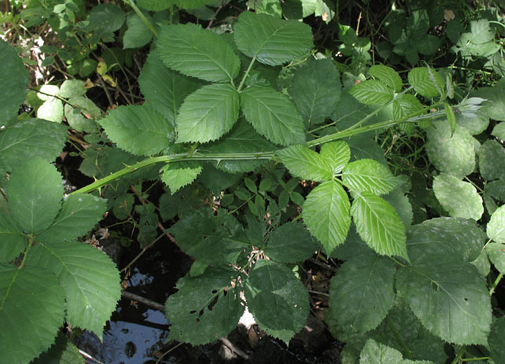 Stanley Park Invasive Plants - invasive Himalayan Blackberry