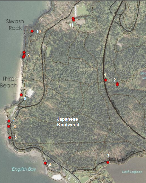 Stanley Park invasive plants - Japanese Knotweed