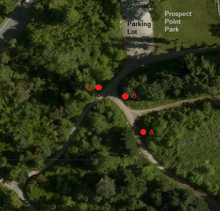 Stanley Park invasive plants - Japanese Knotweed