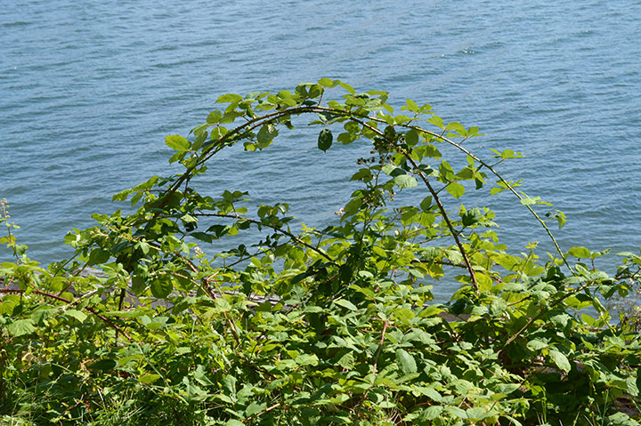 Stanley Park invasive plants - arching canes of Himalyan blackberry