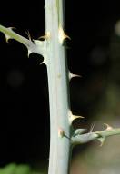 Stanley Park invasive plants - native blackcap