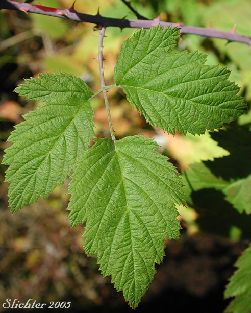 black raspberry Rubus leucodermis leaves, Stanley Park, Vancouver, British  Columbia, Canada Stock Photo - Alamy