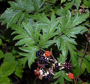 Stanley Park Invasive Plants - invasive Cut-Leaf Blackberry
