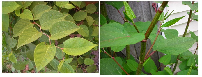 Stanley Park invasive plants - Japanese Knotweed