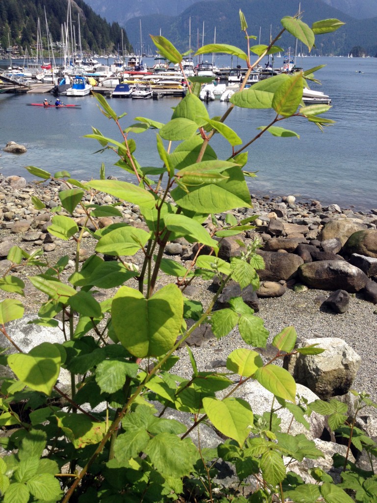 Stanley Park invasive plants - Japanese Knotweed