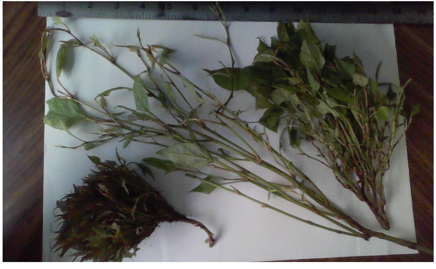 Stanley Park invasive plants - Japanese Knotweed Tussock