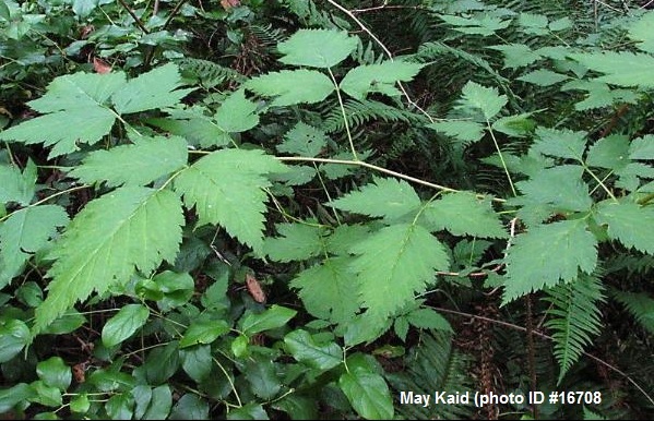 Stanley Park Invasive Plants - native trailing blackberry